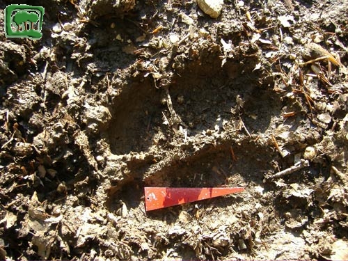 Foto:  tracce su fango di orso bruno marsicano (Foto:  n. 15)