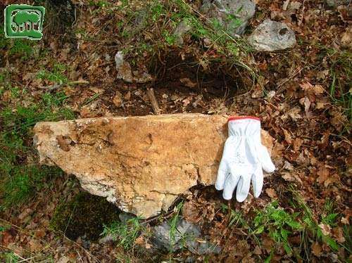 Foto:  pietre capovolte da orso bruno marsicano (Foto:  n. 25)