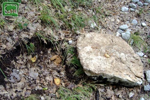 Foto:  pietre capovolte da orso bruno marsicano (Foto:  n. 26)