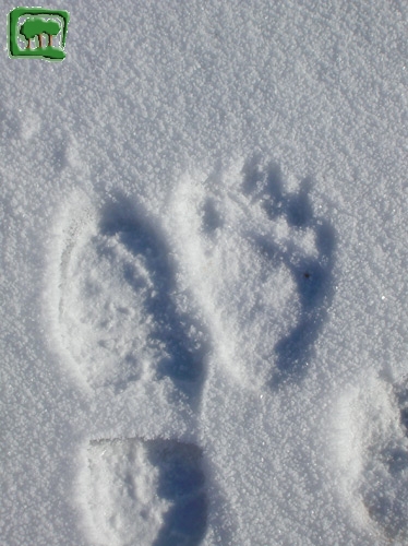Foto:  tracce su neve di orso bruno marsicano (Foto:  n. 4)