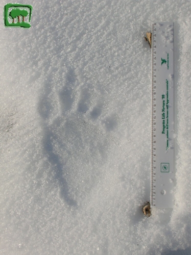 Foto:  tracce su neve di orso bruno marsicano (Foto:  n. 5)