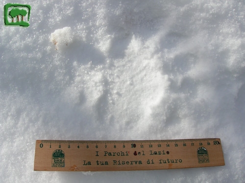 Foto:  tracce su neve di orso bruno marsicano (Foto:  n. 7)