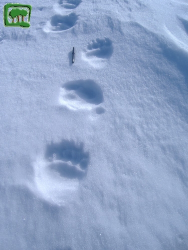 Foto:  tracce su neve di orso bruno marsicano (Foto:  n. 9)