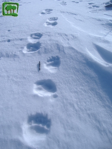 Foto:  tracce su neve di orso bruno marsicano (Foto:  n. 10)