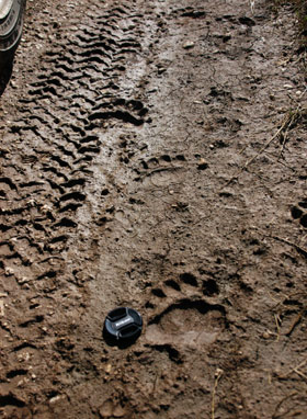 Foto impronta Orso bruno marsicano