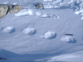 Foto  tracce su neve dell'Orso Bruno Marsicano n.2