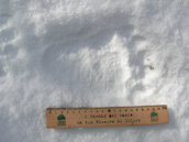 Foto  tracce su neve dell'Orso Bruno Marsicano n.8