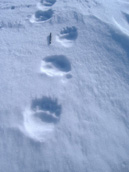 Foto  tracce su neve dell'Orso Bruno Marsicano n.9