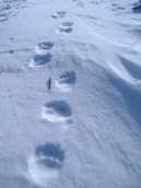 Foto  tracce su neve dell'Orso Bruno Marsicano n.10