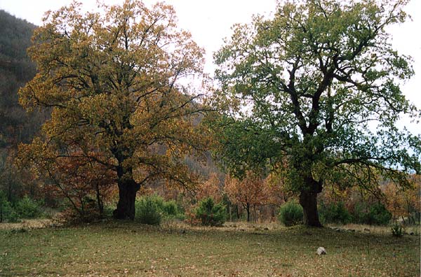 Roverelle Loc. Valle Ruara  - Cartore (RI)
