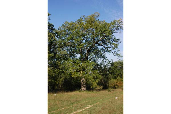 Roverella Loc. Valle Ruara  - Cartore (RI)