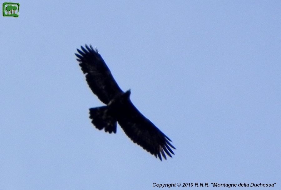 Aquila adulta