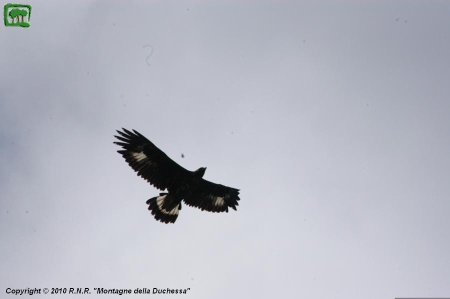 Aquila giovane