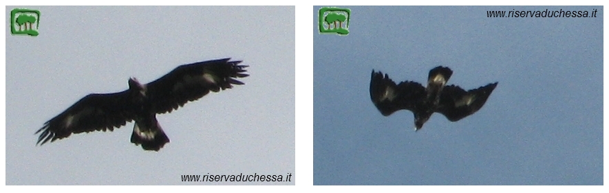Aquila giovane