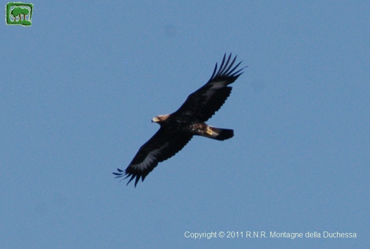 Aquila subadulta