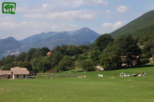 I prati di Cartore con le mucche