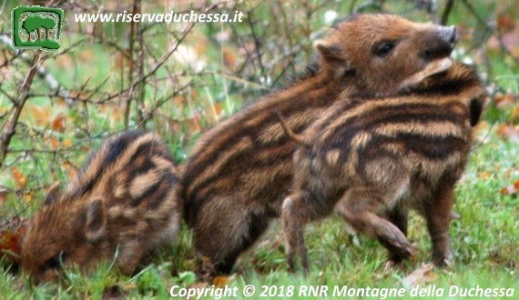 Piccoli di cinghiale (striati)
