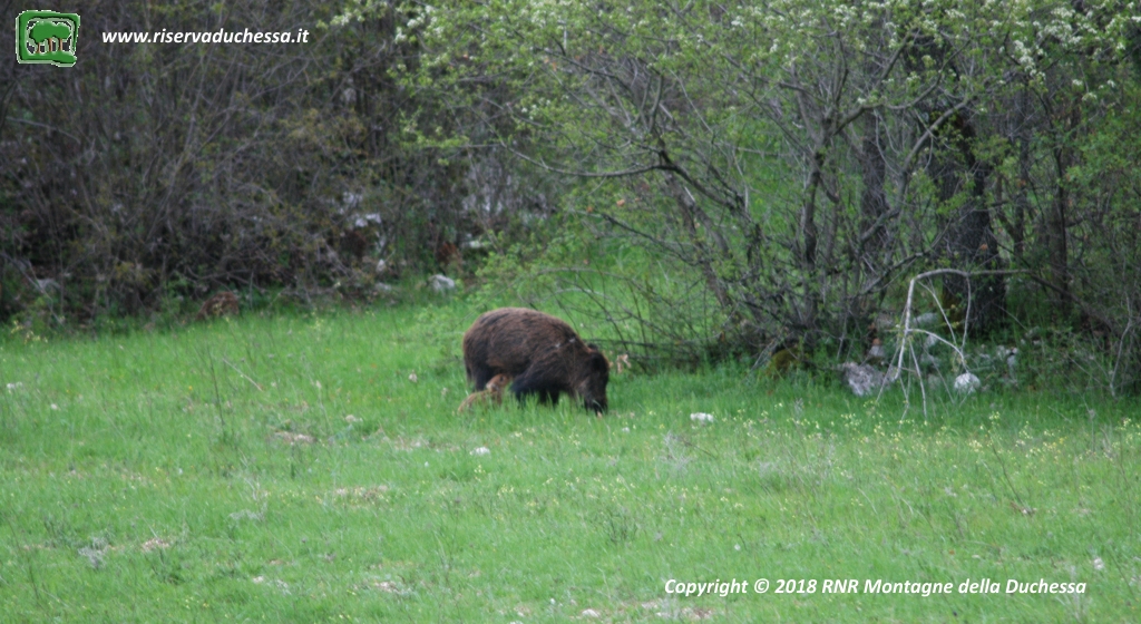 Cinghiale: allattamento