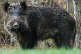 Galleria foto cinchiali - sus scrofa