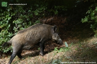 Foto cinghiale (Sus scrof) numero 1 Foto cinghiale (Sus scrofa) numero 1