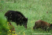Foto cinghiale (Sus scrof) numero 11 Foto cinghiale (Sus scrofa) numero 1