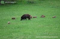Foto cinghiale (Sus scrof) numero 5 Foto cinghiale (Sus scrofa) numero 1