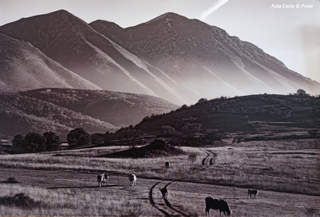 Foto di Carlo Proia:Alcune vacche al pascolo su una distesa, segnata dai solchi di una strada di campagna, sullo sfondo il massiccio del Monte Velino