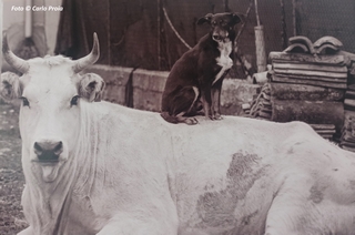 Vacca col cane: un cane siede sulla schiena di una mucca che giace a terra
