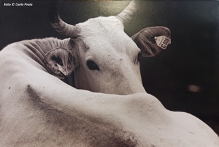 Foto di Carlo Proia, 'Vacca' a riposo, sdraiata a terra guarda ci&ograve; che succede alle sue spalle. La bocca � nascosta dal dorso dell'animale, probabilmente la vacca sta ruminando.