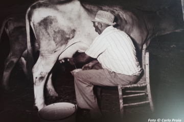 'Vacche e mungitura', foto di Carlo Proia