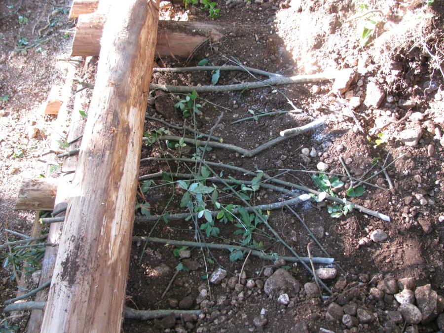 Foto Cantiere d'ingegneria  Naturalistica