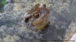 Bufo bufo