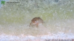 Triturus vulgaris meridionalis