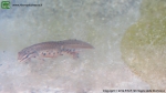 Triturus vulgaris meridionalis