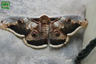 Foto Pavonia maggiore (Saturnia pyri )