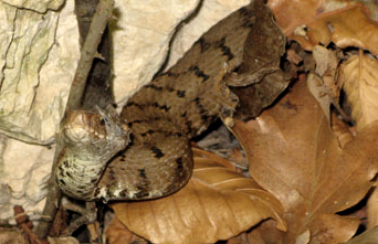 Foto vipera comune (Vipera aspis)