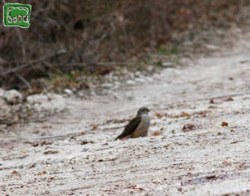 Sparviere (Accipiter nisus)