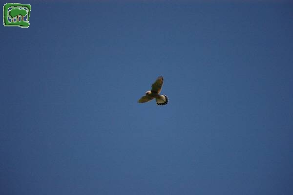 Gheppio (Falco tinnunculus) 