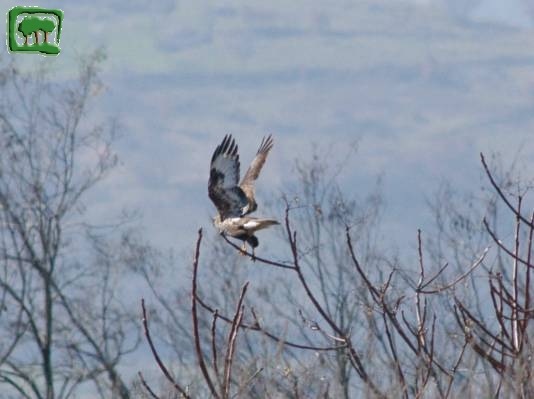 Poiana (Buteo buteo)
