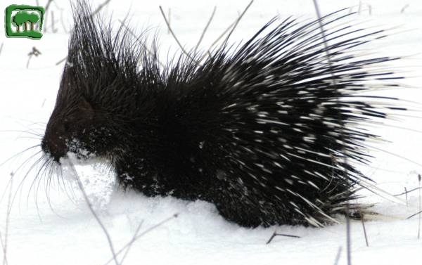 Istrice (Hystrix cristata) -2:2- 