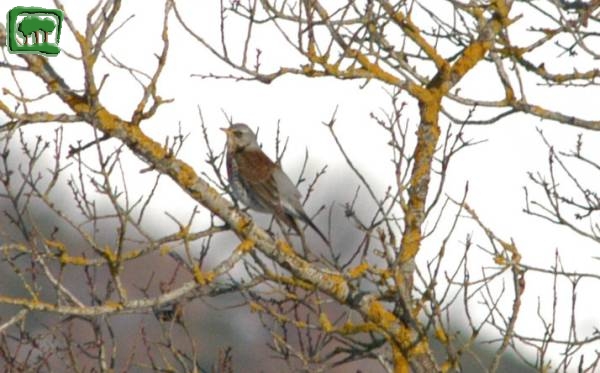 Cesena (Turdus pilaris)