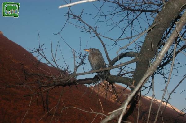 Merlo (Turdus merula)