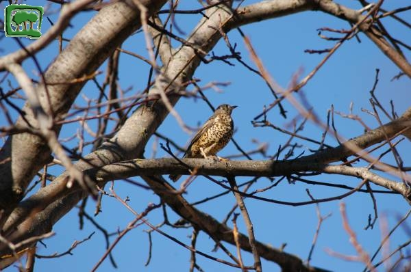 Tordo bottaccio  (Turdus philomelos)