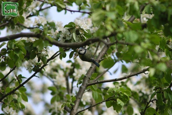 Cinciarella (Parus caeruleus)