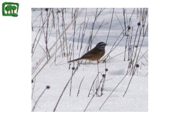 Zigolo muciatto (Emberiza cia)