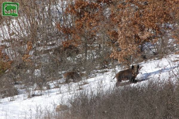 Cinghiale (Sus scrofa) -1:5- 