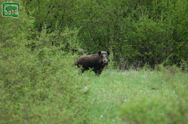 Cinghiale (Sus scrofa) -2:5- 