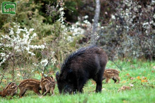 Cinghiale (Sus scrofa) -3:5- 