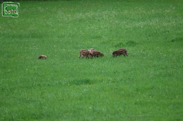 Cinghiale (Sus scrofa) -4:5- 