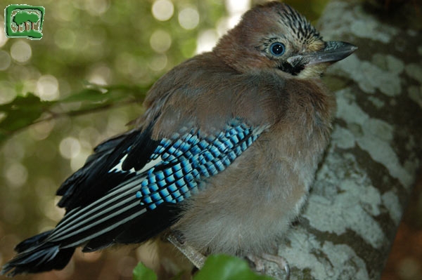 Ghiandaia (Garrulus glandarius)